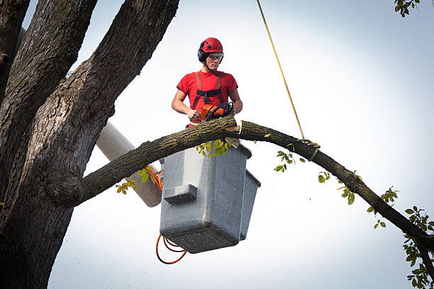 Best Arborist Consultation Services  in East Milton, FL